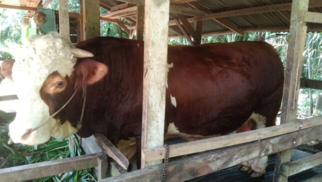 Riau Terima 14 Ekor Sapi Kurban dari Presiden Prabowo, 1 Ekor untuk UAS