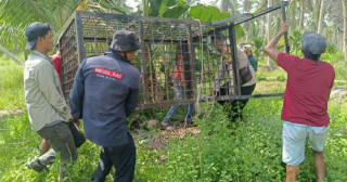 Tim Mitigasi Pasang Perangkap Harimau di Inhil