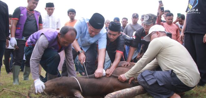 Pemko Pekanbaru Laksanakan Penyembelihan Hewan Kurban Iduladha