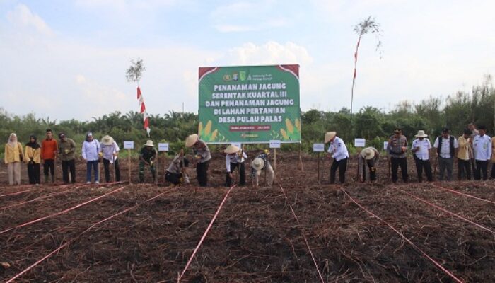 Pemkab Inhil dan Polres Inhil Tanam Jagung Serentak, Sukseskan Program Ketahanan Pangan Nasional