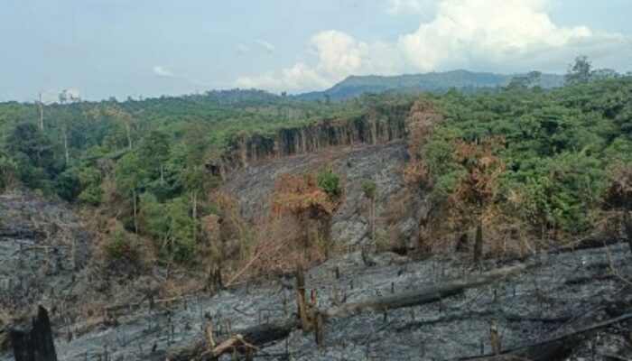Bakar Hutan untuk Kebun Sawit, Rikardo Ditangkap Polres Inhu Berkat Aplikasi Canggih