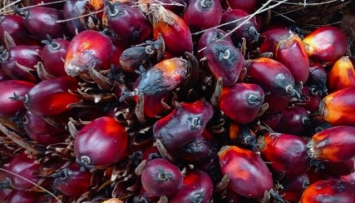 CPO dan Kernel Kompak Naik, Harga Sawit Mitra Plasma Riau Ikut Melesat!