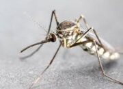 DLH Rohil Lakukan Pembersihan dan Penanganan Lingkungan untuk Cegah Malaria