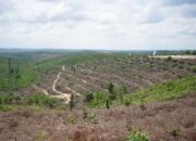 Jual Hutan Jadi Kebun Sawit, Kepala Desa di Inhu Ditangkap Polisi Terkait Karhutla