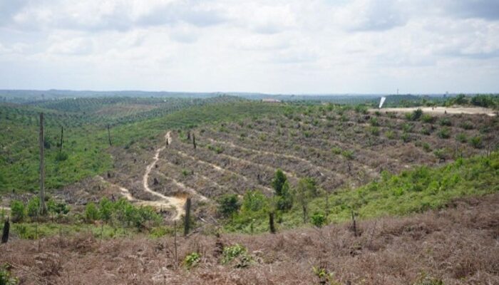 Jual Hutan Jadi Kebun Sawit, Kepala Desa di Inhu Ditangkap Polisi Terkait Karhutla