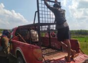 Konflik Harimau-Ternak di Pelalawan: BBKSDA Riau Turun Tangan, Harimau “Sampali” Teridentifikasi