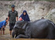 Bupati Siak Mengajak Anak-Anak Camping dan Mandi Gajah untuk Edukasi Konservasi