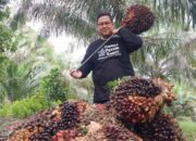Dinas Perkebunan Riau Tetapkan Harga TBS Swadaya, Turun 0,42 Persen