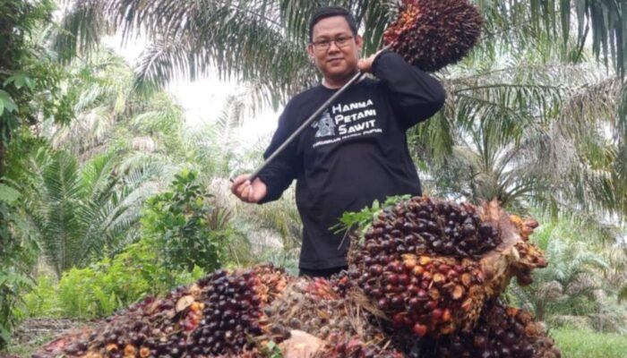 Dinas Perkebunan Riau Tetapkan Harga TBS Swadaya, Turun 0,42 Persen