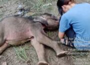 Kabar Duka dari Riau, Bayi Gajah Yuni Meninggal Meskipun Telah Dirawat Intensif BBKSDA