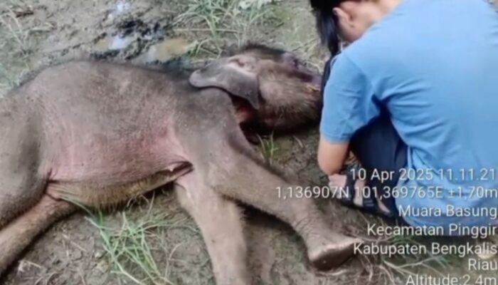 Kabar Duka dari Riau, Bayi Gajah Yuni Meninggal Meskipun Telah Dirawat Intensif BBKSDA