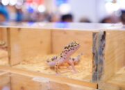 Pameran Reptil Jadi Sorotan Unik di Pets Day Out 2025, Hapus Stigma Hewan Menakutkan