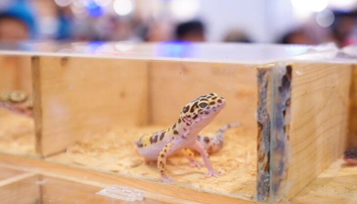 Pameran Reptil Jadi Sorotan Unik di Pets Day Out 2025, Hapus Stigma Hewan Menakutkan