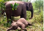 Gajah Tari Ditemukan Mati, TNTN Lakukan Beda Bangkai