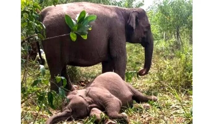 Gajah Tari Ditemukan Mati, TNTN Lakukan Beda Bangkai