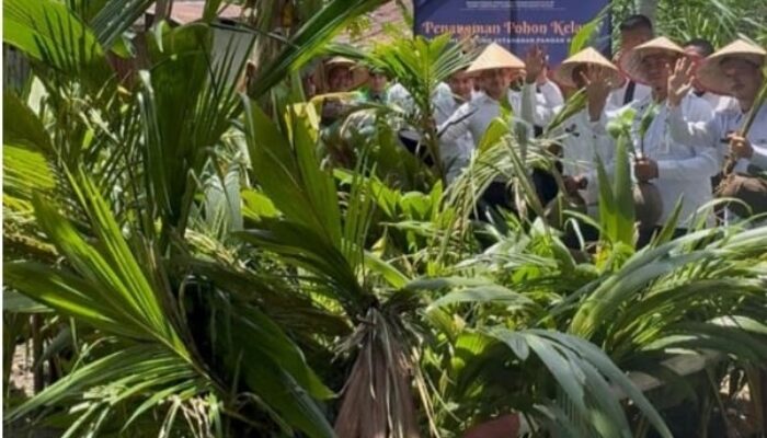Lapas Pasir Pangaraian Tanam 300 Bibit Kelapa, Dukung Ketahanan Pangan Nasional