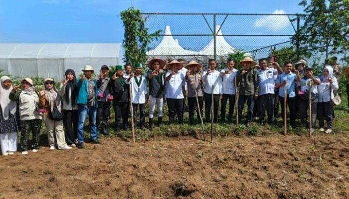 BUMDes Suka Maju & HMI Rohul Gelar Tanam Jagung, Dukung Ketahanan Pangan Daerah