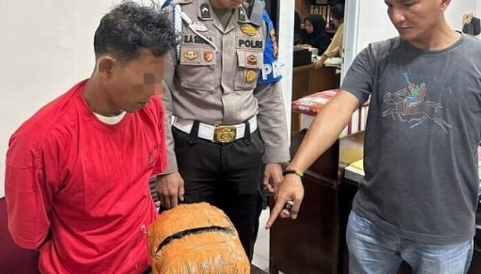 Polres Rohul Ringkus Pengedar Ganja 1 Kg di Pinggir Jalan Desa Suka Maju