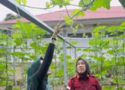 Warga Binaan Lapas Rumbai Belajar Bertani Labu Madu, Didampingi Langsung BPTP Riau
