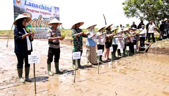 Petani Tanah Datar Apresiasi Program Bantuan Bertanam Padi