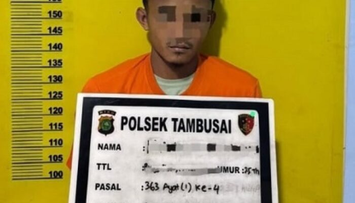 Polsek Tambusai Tangkap Pelaku Pencurian Sawit, 72 Tandan Diamankan