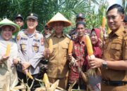 Dukung Asta Cita Presiden, Bupati Ahmad Yuzar Pimpin Panen Jagung di Tapung Hulu