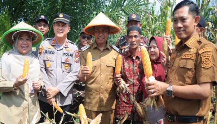 Dukung Asta Cita Presiden, Bupati Ahmad Yuzar Pimpin Panen Jagung di Tapung Hulu