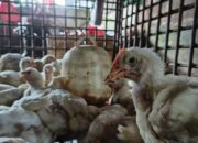 Jelang Tahun Baru, Harga Ayam di Pasar Sail Pekanbaru Stabil di Angka Rp33.000