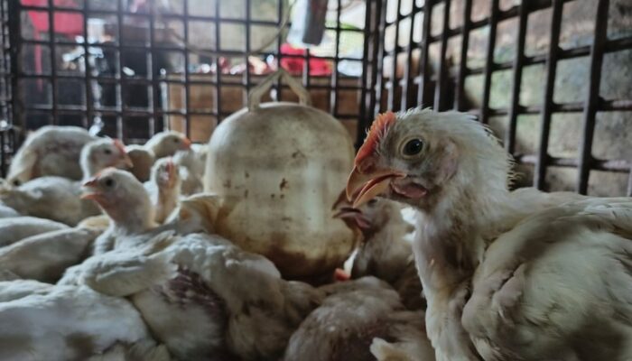 Jelang Tahun Baru, Harga Ayam di Pasar Sail Pekanbaru Stabil di Angka Rp33.000