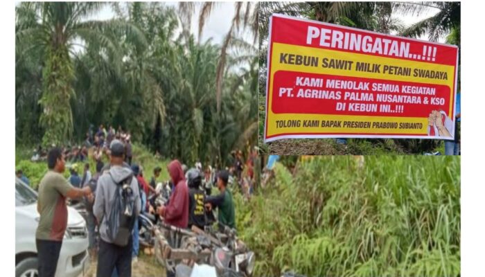 Sedikitnya 1.500 KK di Inhu Tolak Kebun Sawit Plasma Miliknya Dikelola PT Agrinas Palma Nusantara