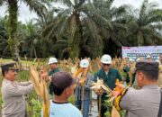 Panen Jagung kedua, PT Tunggal Perkasa Plantations Komitmen Dukung Ketahanan Pangan