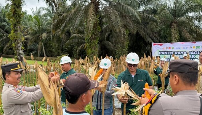 Panen Jagung kedua, PT Tunggal Perkasa Plantations Komitmen Dukung Ketahanan Pangan