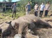 Anak Gajah Liar Mati di Tesso Nilo, Kapolda Riau : Kita Tunggu Hasil Medis Lewat Nekropsi