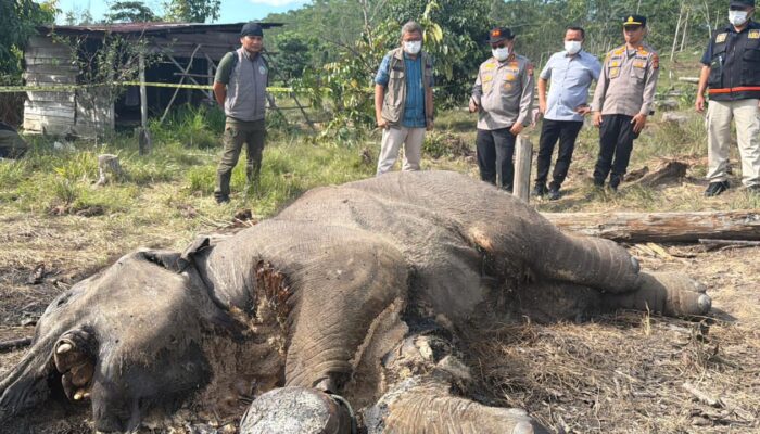 Anak Gajah Liar Mati di Tesso Nilo, Kapolda Riau : Kita Tunggu Hasil Medis Lewat Nekropsi