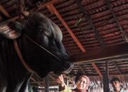 Tembus Bobot 1 Ton, DPKH Riau Klaim Kualitas Sapi Peternak Lokal Meningkat Tajam