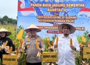 Panen Raya Jagung Kuartal II Bersama Presiden Prabowo, Kapolres dan Bupati Inhu Komit Jaga Ketahanan Pangan