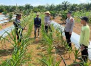 Kapolsek Batang Cenaku Dorong Pemupukan Berimbang untuk Hasil Jagung Maksimal