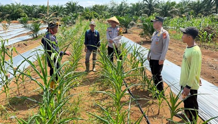 Kapolsek Batang Cenaku Dorong Pemupukan Berimbang untuk Hasil Jagung Maksimal