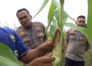 Kapolsek Rengat Barat Tinjau Perkembangan Jagung Pipil di Desa Talang Jerinjing