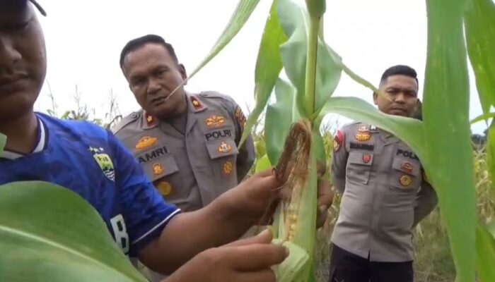 Kapolsek Rengat Barat Tinjau Perkembangan Jagung Pipil di Desa Talang Jerinjing