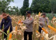 Lahan Kosong Membuahkan Hasil, Kapolsek Batang Cenaku Iptu Hendra Sebayang Panen Perdana Jagung Pipil