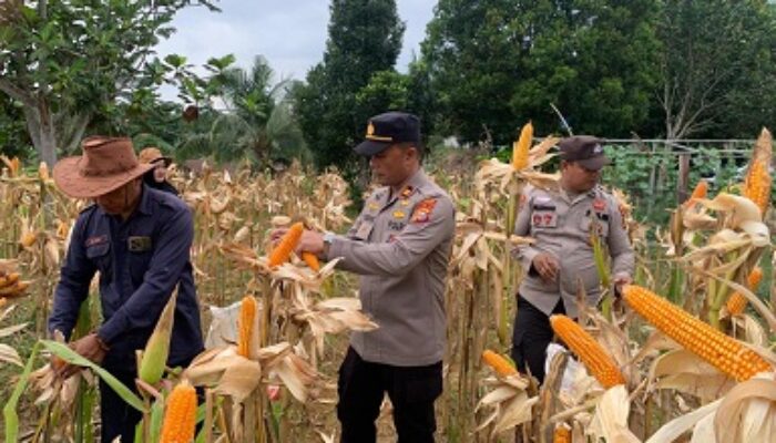 Lahan Kosong Membuahkan Hasil, Kapolsek Batang Cenaku Iptu Hendra Sebayang Panen Perdana Jagung Pipil