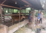 Wujudkan Program Ketahanan Pangan, Jajaran Polsek Kelayang Dampingi Warga Peternak Sapi