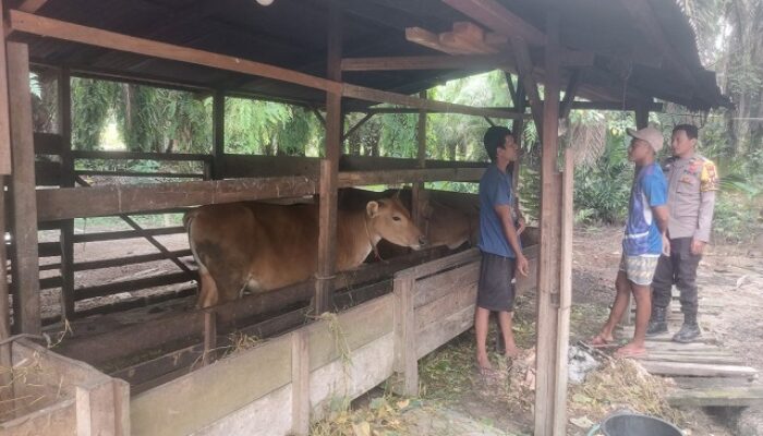 Wujudkan Program Ketahanan Pangan, Jajaran Polsek Kelayang Dampingi Warga Peternak Sapi