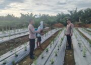 Polri Hadir di Tengah Petani, Kapolsek Batang Cenaku Dorong Produksi Cabai