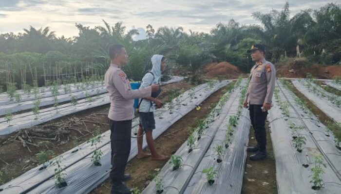Polri Hadir di Tengah Petani, Kapolsek Batang Cenaku Dorong Produksi Cabai