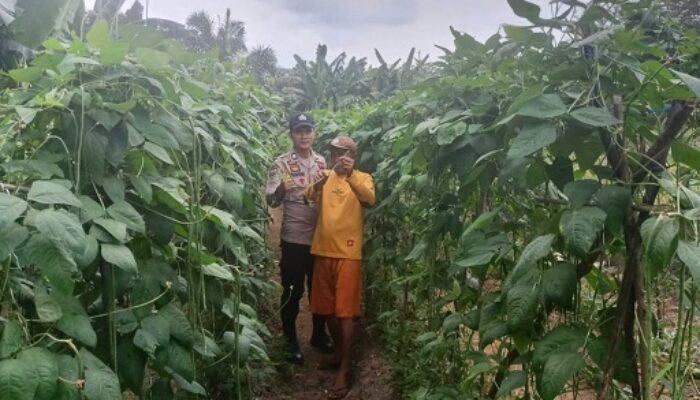 Anggota Bhabinkamtibmas Polsek Kelayang Sambangi Petani Kacang Panjang di Desa Teluk Sejuah