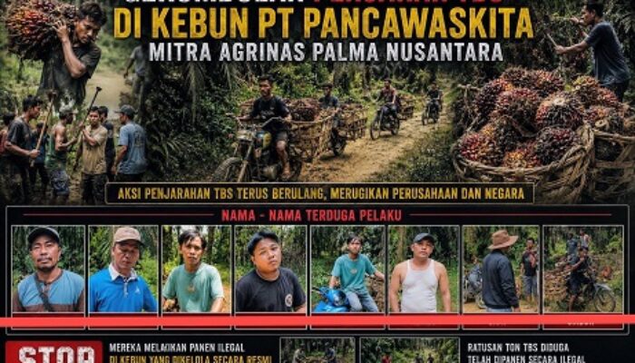 Maling Sawit Kebun Agrinas, Nasrun Sitepu dan Kelompoknya Terancam Pidana