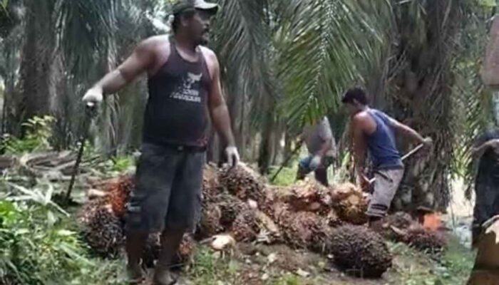 Meski Dilaporkan Ke Polisi, Nasrun Sitepu dan Kelompoknya Semakin Membabi Buta Maling Sawit Agrinas