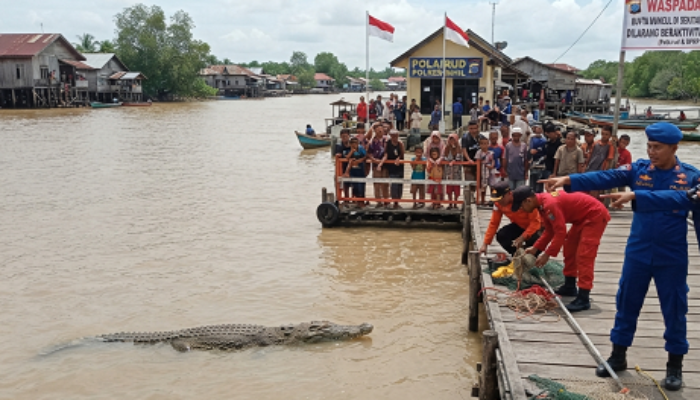 Teror Predator Sungai, Buaya Ukuran 4 Meter Muncul di Pos Polairud Tembilahan